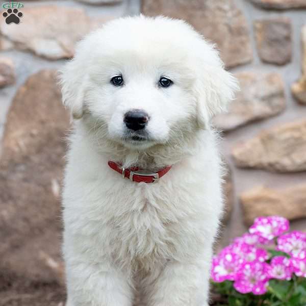 LACY, Maremma Sheepdog Puppy